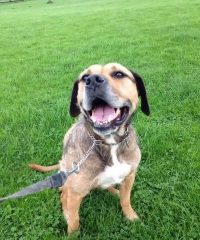 Carlton boarding kennels
