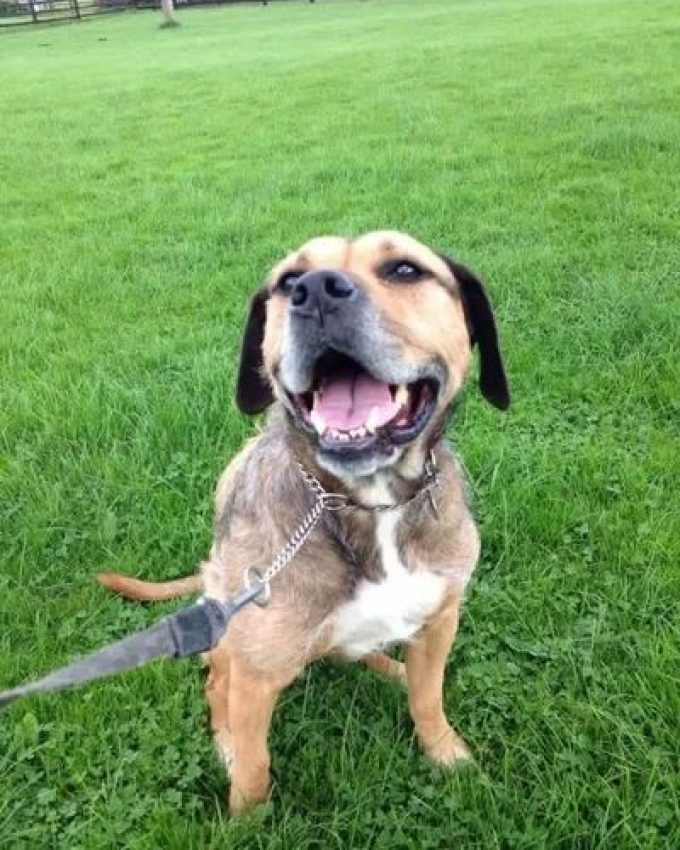 Carlton boarding kennels
