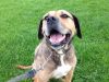 Carlton boarding kennels