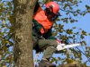Colchester Tree Services