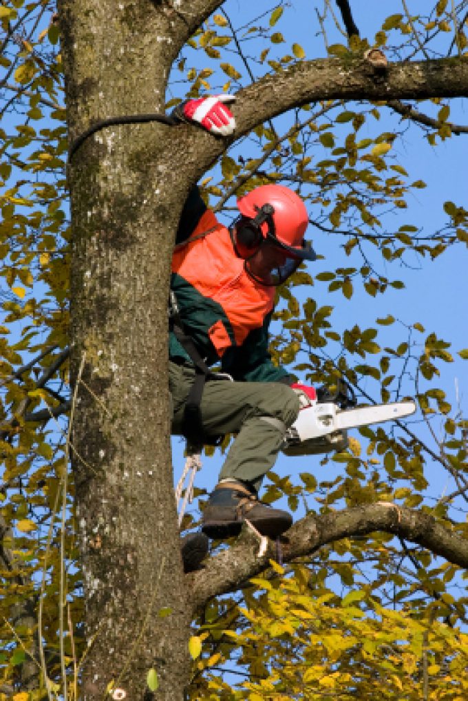 Colchester Tree Services